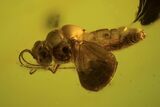 Detailed Fossil Fly (Mycetophilidae) In Baltic Amber #105451-1